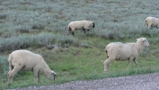 PICTURES/Cedar Breaks National Monument - Utah/t_Sheep5.JPG
